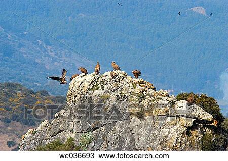 Griffon Vulture (Gyps fulvus). Sierra de Grazalema natural park, Cßdiz province, Andalusia, Spain View Large Photo Image Stock Image - Griffon Vulture (Gyps fulvus). Sierra de Grazalema natural park, Cßdiz province, Andalusia, Spain. Fotosearch