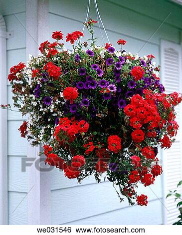 Hanging flower basket. August, morning light. Anacortes, Fidalgo Island. Skagit County. Washington. USA. View Large Photo Image Stock Photograph - Hanging flower basket. August, morning light. Anacortes, Fidalgo Island. Skagit County. Washington. USA.. Fotosearch