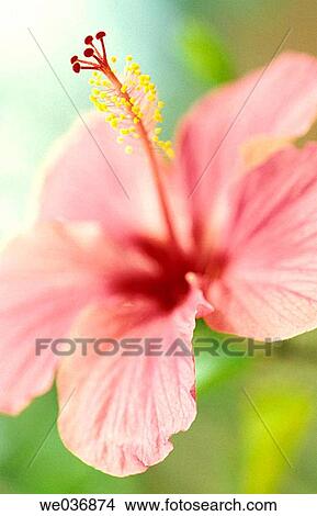 Hibiscus View Large Photo Image Picture - Hibiscus. Fotosearch