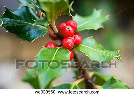 Holly (Ilex aquifolium). Gorbea Natural Park, Alava, Euskadi, Spain View Large Photo Image Stock Image - Holly (Ilex aquifolium). Gorbea Natural Park, Alava, Euskadi, Spain. Fotosearch