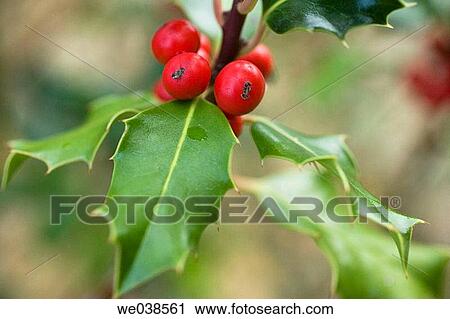 Holly (Ilex aquifolium). Gorbea Natural Park, Alava, Euskadi, Spain View Large Photo Image Stock Image - Holly (Ilex aquifolium). Gorbea Natural Park, Alava, Euskadi, Spain. Fotosearch