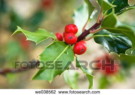 Holly (Ilex aquifolium). Gorbea Natural Park, Alava, Euskadi, Spain View Large Photo Image Stock Image - Holly (Ilex aquifolium). Gorbea Natural Park, Alava, Euskadi, Spain. Fotosearch