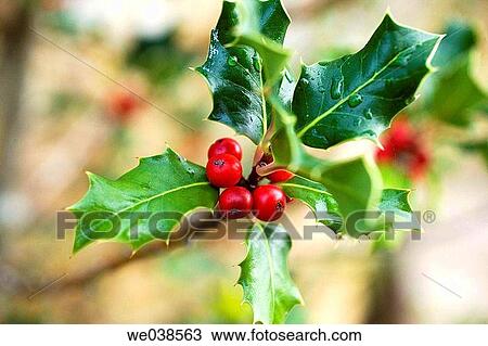 Holly (Ilex aquifolium). Gorbea Natural Park, Alava, Euskadi, Spain View Large Photo Image Stock Image - Holly (Ilex aquifolium). Gorbea Natural Park, Alava, Euskadi, Spain. Fotosearch