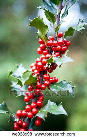 Holly (Ilex aquifolium) in botanical garden. Pagoeta Natural Park, Aia. Guipuzcoa, Euskadi, Spain View Large Photo Image Stock Photo - Holly (Ilex aquifolium) in botanical garden. Pagoeta Natural Park, Aia. Guipuzcoa, Euskadi, Spain. Fotosearch