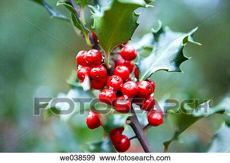 Holly (Ilex aquifolium) in botanical garden. Pagoeta Natural Park, Aia. Guipuzcoa, Euskadi, Spain View Large Photo Image Stock Photo - Holly (Ilex aquifolium) in botanical garden. Pagoeta Natural Park, Aia. Guipuzcoa, Euskadi, Spain. Fotosearch