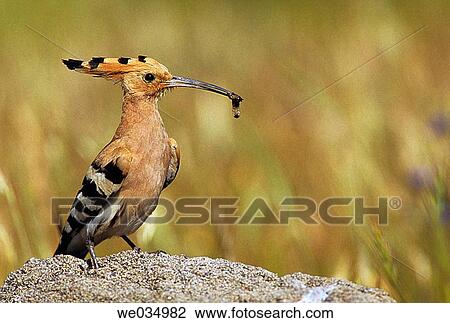 Hoopoe (Upupa epops). Mßlaga, Andalusia, Spain View Large Photo Image Stock Image - Hoopoe (Upupa epops). Mßlaga, Andalusia, Spain. Fotosearch