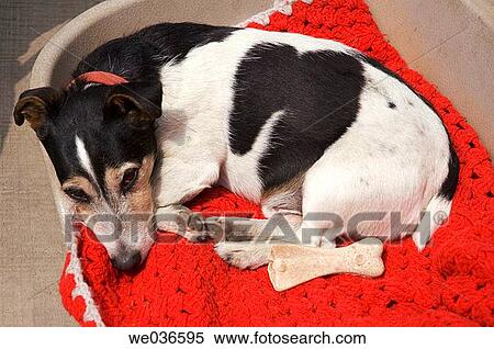 Jack russell fox terrier on a red red blanket looking bored View Large Photo Image Stock Photography - Jack russell fox terrier on a red red blanket looking bored. Fotosearch