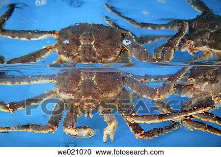 Jagalchi Fish Market, cray fish reflections in a fish tank. Busan. Republic of Korea. View Large Photo Image Stock Image - Jagalchi Fish Market, cray fish reflections in a fish tank. Busan. Republic of Korea.. Fotosearch