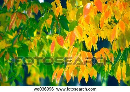 Stock Photograph - Japanese Elm. Zelkova serrata. Maryland, USA. Fotosearch