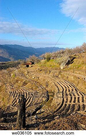 Jerte Valley, Cßceres province, Extremadura, Spain View Large Photo Image Stock Photography - Jerte Valley, Cßceres province, Extremadura, Spain. Fotosearch