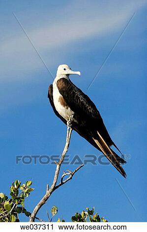 Juvenile Magnificent Frigatebird (Fregata magnificens) perched in mangroves in Magdalena Bay, BCS, Mexico. View Large Photo Image Stock Image - Juvenile Magnificent Frigatebird (Fregata magnificens) perched in mangroves in Magdalena Bay, BCS, Mexico.. Fotosearch