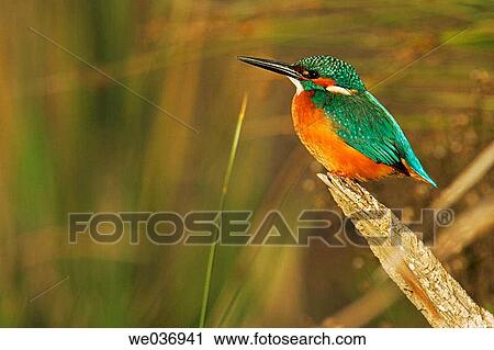 Kingfisher (Alcedo atthis). Mßlaga, Andalusia, Spain View Large Photo Image Stock Image - Kingfisher (Alcedo atthis). Mßlaga, Andalusia, Spain. Fotosearch
