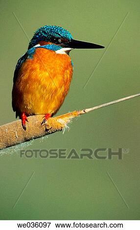 Kingfisher (Alcedo atthis) View Large Photo Image Stock Photo - Kingfisher (Alcedo atthis). Fotosearch