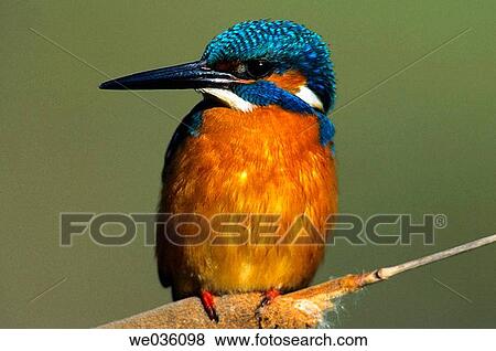 Kingfisher (Alcedo atthis) View Large Photo Image Stock Photo - Kingfisher (Alcedo atthis). Fotosearch