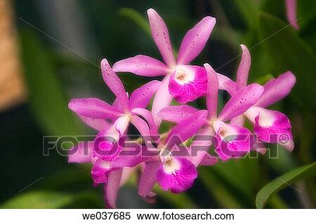 Laeliocattleya hybrid. Maryland, USA View Large Photo Image Stock Photography - Laeliocattleya hybrid. Maryland, USA. Fotosearch