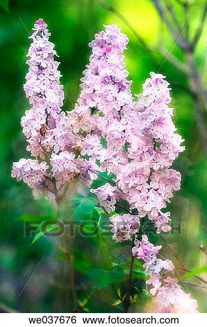 Stock Photograph - Lavender Lilac. Syringa vulgaris. Maryland, USA. Fotosearch