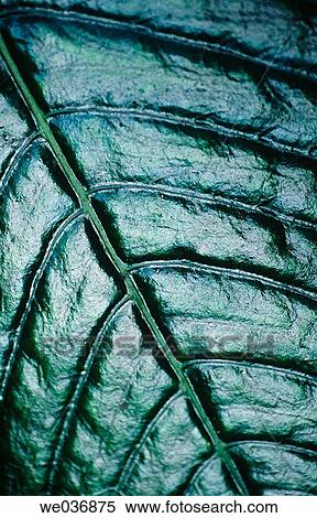 Leaf (fam. Araceae) View Large Photo Image Stock Photography - Leaf (fam. Araceae). Fotosearch