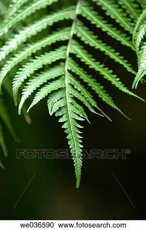 Stock Image - Leaf. Fotosearch