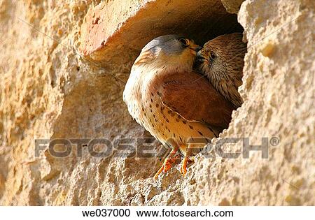 Lesser Kestrel (Falco naumanni). Sevilla, Andalusia, Spain View Large Photo Image Stock Image - Lesser Kestrel (Falco naumanni). Sevilla, Andalusia, Spain. Fotosearch
