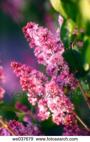 Lilac in bloom. Syringa vulgaris. Maryland, USA View Large Photo Image Stock Photo - Lilac in bloom. Syringa vulgaris. Maryland, USA. Fotosearch