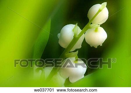 Lily Of The Valley. Convallaria majalis. Maryland, USA View Large Photo Image Stock Image - Lily Of The Valley. Convallaria majalis. Maryland, USA. Fotosearch