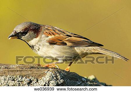 Male House Sparrow (Passer domesticus). Sevilla, Andalusia, Spain View Large Photo Image Stock Photo - Male House Sparrow (Passer domesticus). Sevilla, Andalusia, Spain. Fotosearch