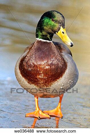 Male mallard duck standing on a frozen pond View Large Photo Image Stock Photo - Male mallard duck standing on a frozen pond. Fotosearch