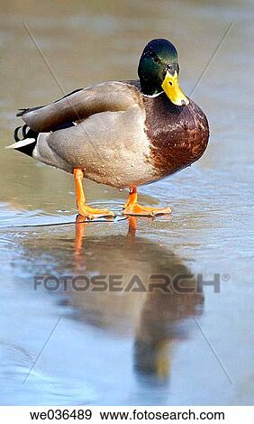 Stock Photo - Male mallard duck standing on a frozen pond. Fotosearch