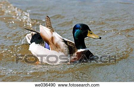 Male mallard duck swimming View Large Photo Image Stock Image - Male mallard duck swimming. Fotosearch