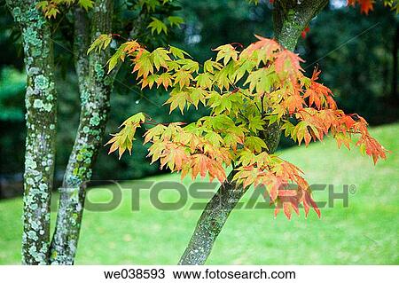Maple in botanical garden, Pagoeta Natural Park, Aia. Guipuzcoa, Euskadi, Spain View Large Photo Image Stock Image - Maple in botanical garden, Pagoeta Natural Park, Aia. Guipuzcoa, Euskadi, Spain. Fotosearch