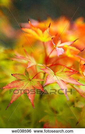 Maple in botanical garden, Pagoeta Natural Park, Aia. Guipuzcoa, Euskadi, Spain View Large Photo Image Stock Photograph - Maple in botanical garden, Pagoeta Natural Park, Aia. Guipuzcoa, Euskadi, Spain. Fotosearch