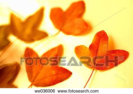 Maple leaves. View Large Photo Image Stock Photograph - Maple leaves.. Fotosearch