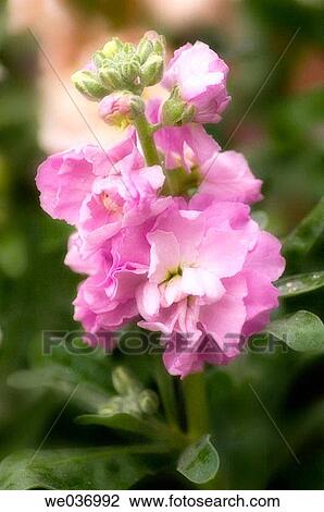 Stock Image - Matthiola incana. Fragrant summer flowers. Maryland, USA. Fotosearch