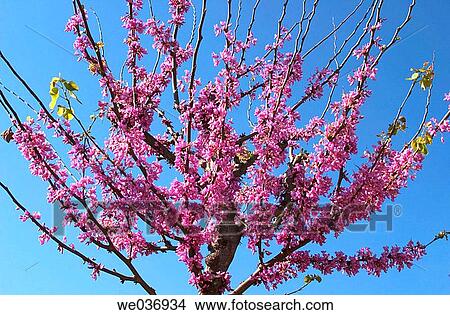 Mediterranean Redbud (Cercis Siliquastrum). El Puerto de Santa Maria. Cßdiz province. Andalucia. Spain. View Large Photo Image Picture - Mediterranean Redbud (Cercis Siliquastrum). El Puerto de Santa Maria. Cßdiz province. Andalucia. Spain.. Fotosearch
