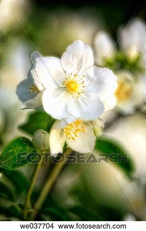 Mock Orange. Philadelphus coronarius. Maryland, USA View Large Photo Image Picture - Mock Orange. Philadelphus coronarius. Maryland, USA. Fotosearch
