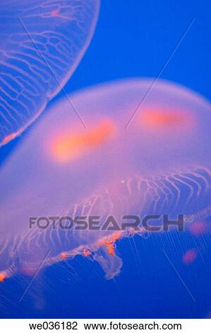Moon Jelly fish View Large Photo Image Stock Image - Moon Jelly fish. Fotosearch