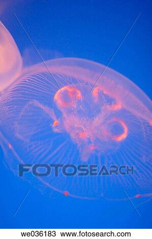 Moon Jelly fish View Large Photo Image Stock Image - Moon Jelly fish. Fotosearch