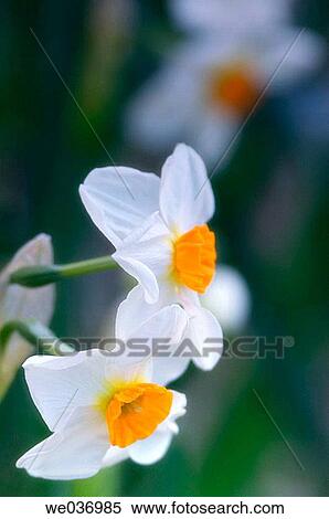 Narcissus sp. White Spring Fragrant flowers. Maryland, USA View Large Photo Image Stock Photography - Narcissus sp. White Spring Fragrant flowers. Maryland, USA. Fotosearch
