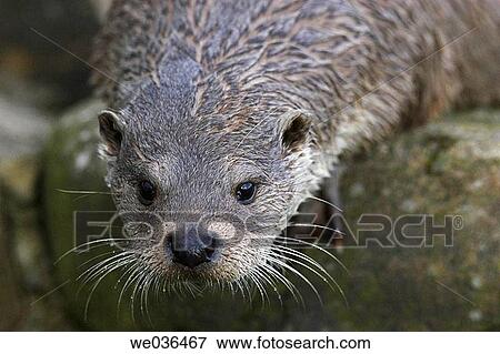 Otter at the Otter Trust County Durham UK View Large Photo Image Stock Photo - Otter at the Otter Trust County Durham UK. Fotosearch