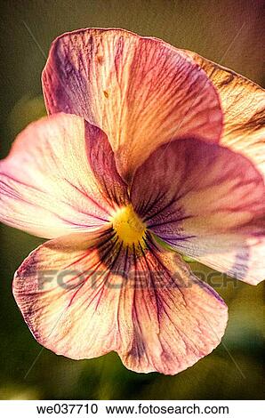 Pansy Flower. Viola x Wittrockiana. Maryland, USA View Large Photo Image Stock Image - Pansy Flower. Viola x Wittrockiana. Maryland, USA. Fotosearch