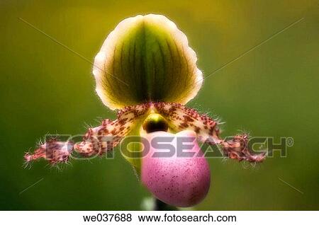 Stock Photo - Paphiopedilum Orchid. Maryland, USA. Fotosearch