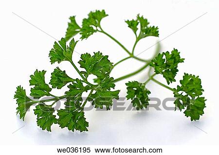 Parsley View Large Photo Image Stock Photography - Parsley. Fotosearch