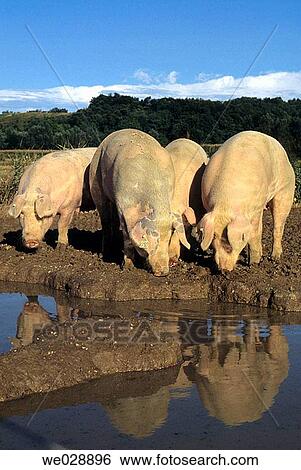 Pedigree pork selected exclusively from Italian breeding farms. Italy. View Large Photo Image Stock Photograph - Pedigree pork selected exclusively from Italian breeding farms. Italy.. Fotosearch