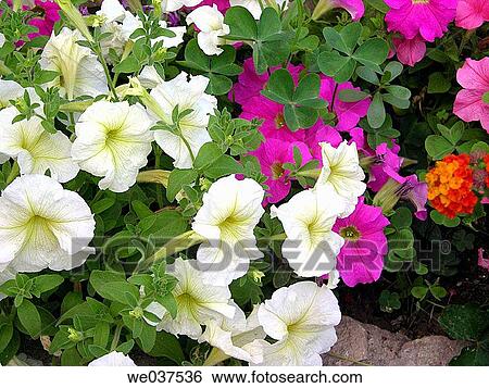 Petunias View Large Photo Image Stock Photograph - Petunias. Fotosearch