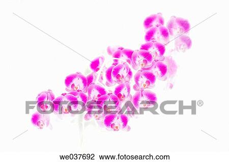Phalaenopsis orchid hybrid. Maryland, USA View Large Photo Image Stock Image - Phalaenopsis orchid hybrid. Maryland, USA. Fotosearch