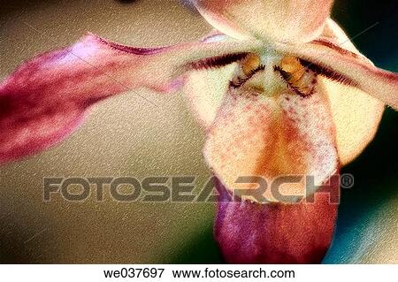 Phragmipedium Orchid Flower. Orchid hybrid. Maryland, USA View Large Photo Image Stock Photo - Phragmipedium Orchid Flower. Orchid hybrid. Maryland, USA. Fotosearch