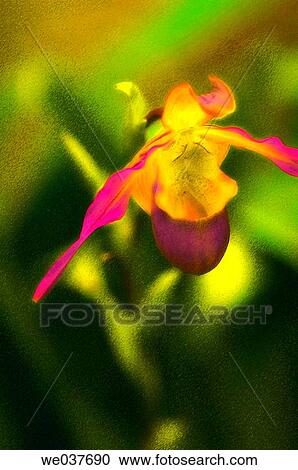 Phragmipedium Orchid hybrid. Maryland, USA View Large Photo Image Stock Image - Phragmipedium Orchid hybrid. Maryland, USA. Fotosearch