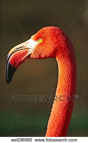 Pink flamingo (Phoenicopterus ruber roseus ) View Large Photo Image Stock Image - Pink flamingo (Phoenicopterus ruber roseus ). Fotosearch