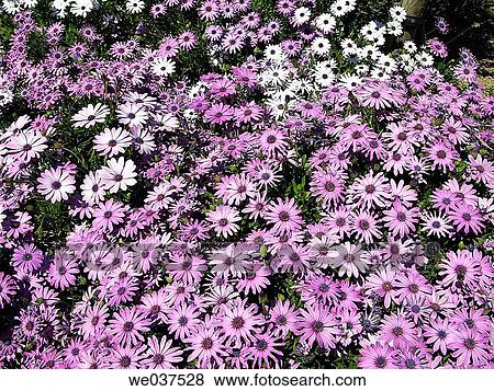 Pink flowers View Large Photo Image Stock Photo - Pink flowers. Fotosearch