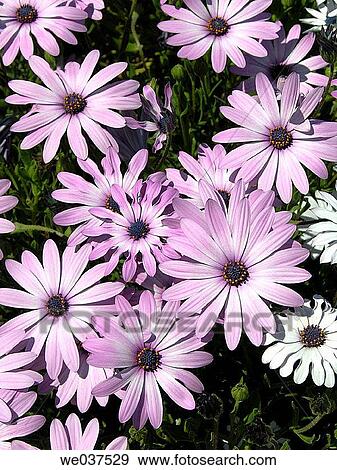 Pink flowers View Large Photo Image Stock Photo - Pink flowers. Fotosearch
